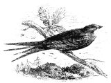 Swift (Cyselus apus), Heb. DROR in Ps.84.3, Prov.26.2.
